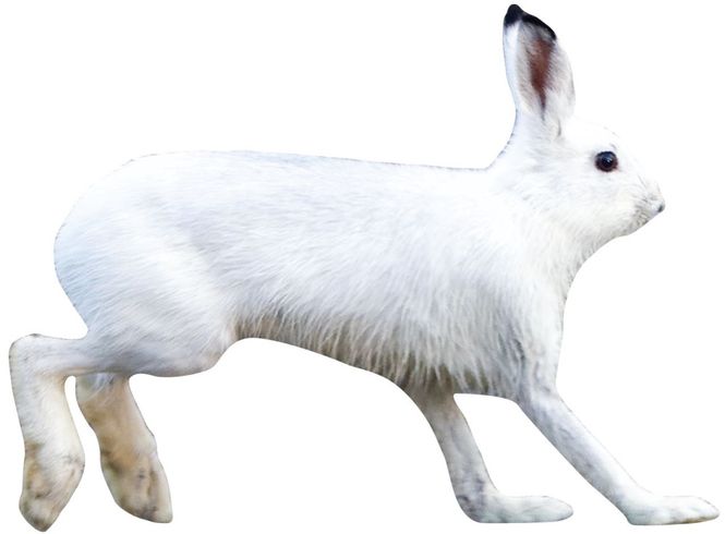Hovedbilde Skyteskive - Hare høyre side